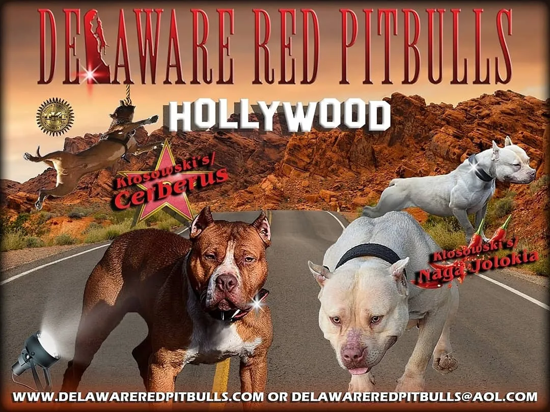 Cerberus aka Brandy the Pitbull ⚔ Naga Jolokia- "Red Lotus" C.G.C. Titled via A.K.C. Trained since 6 wks old