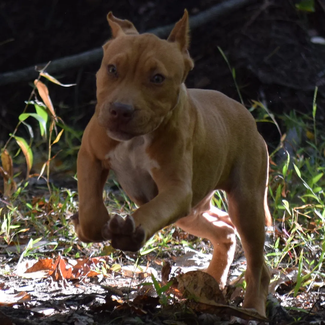 Cerberus aka Brandy the Pitbull ⚔ Naga Jolokia- "Red Lotus" C.G.C. Titled via A.K.C. Trained since 6 wks old