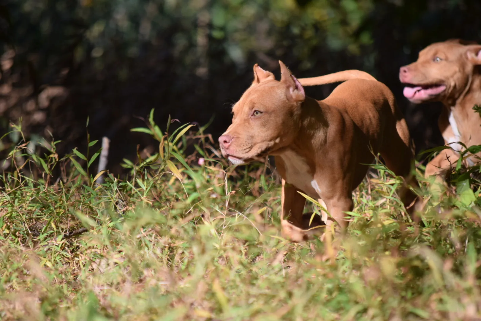 Cerberus aka Brandy the Pitbull ⚔ Naga Jolokia- "Red Lotus" C.G.C. Titled via A.K.C. Trained since 6 wks old