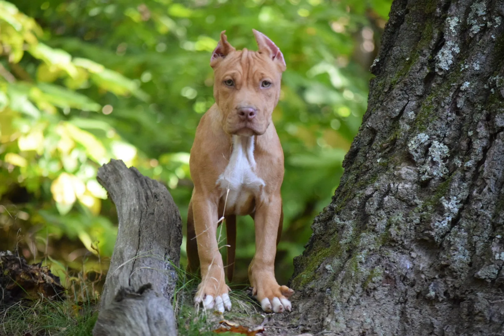 Cerberus aka Brandy the Pitbull ⚔ Naga Jolokia- "Red Lotus" C.G.C. Titled via A.K.C. Trained since 6 wks old