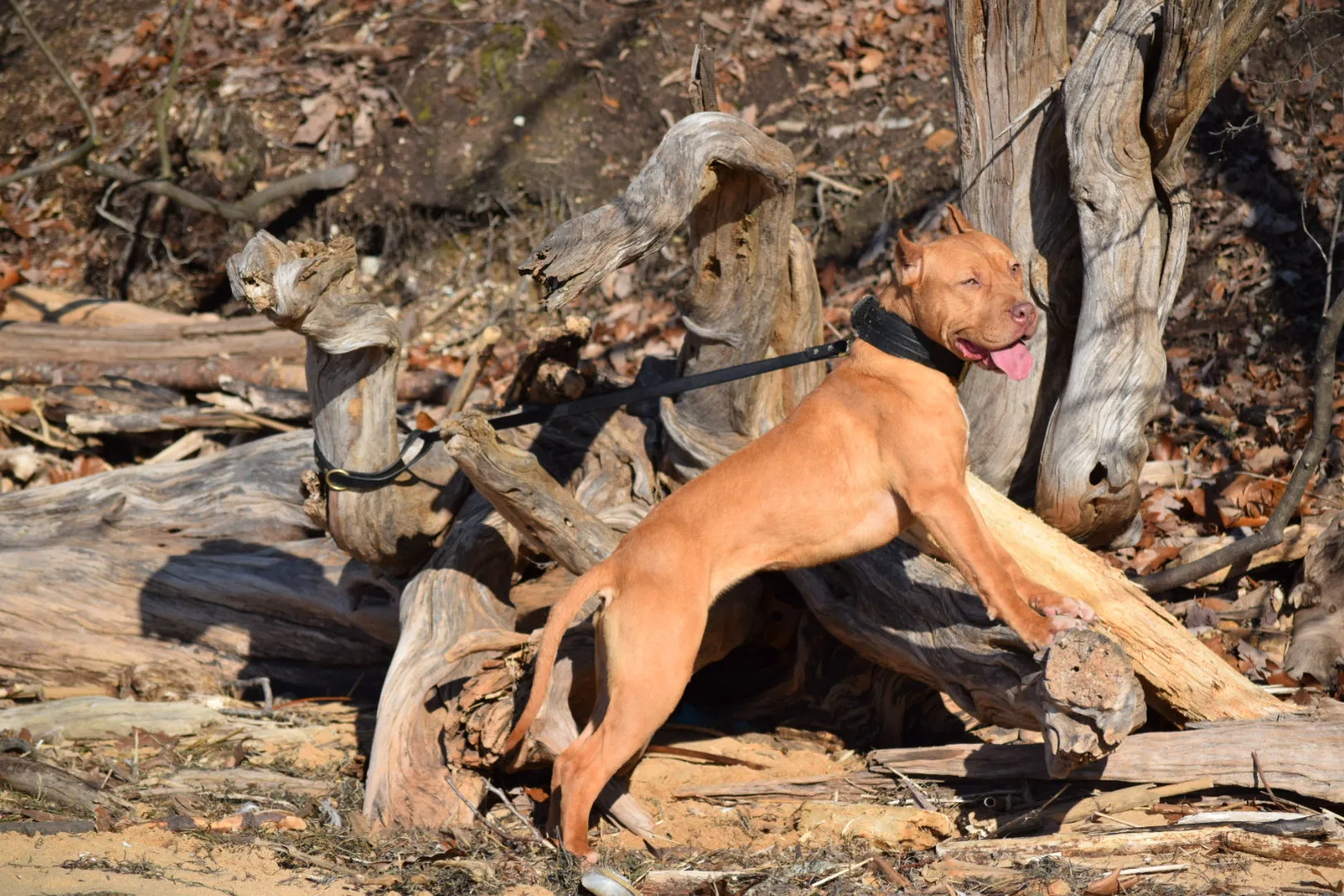 Cerberus aka Brandy the Pitbull ⚔ Naga Jolokia- "Red Lotus" C.G.C. Titled via A.K.C. Trained since 6 wks old