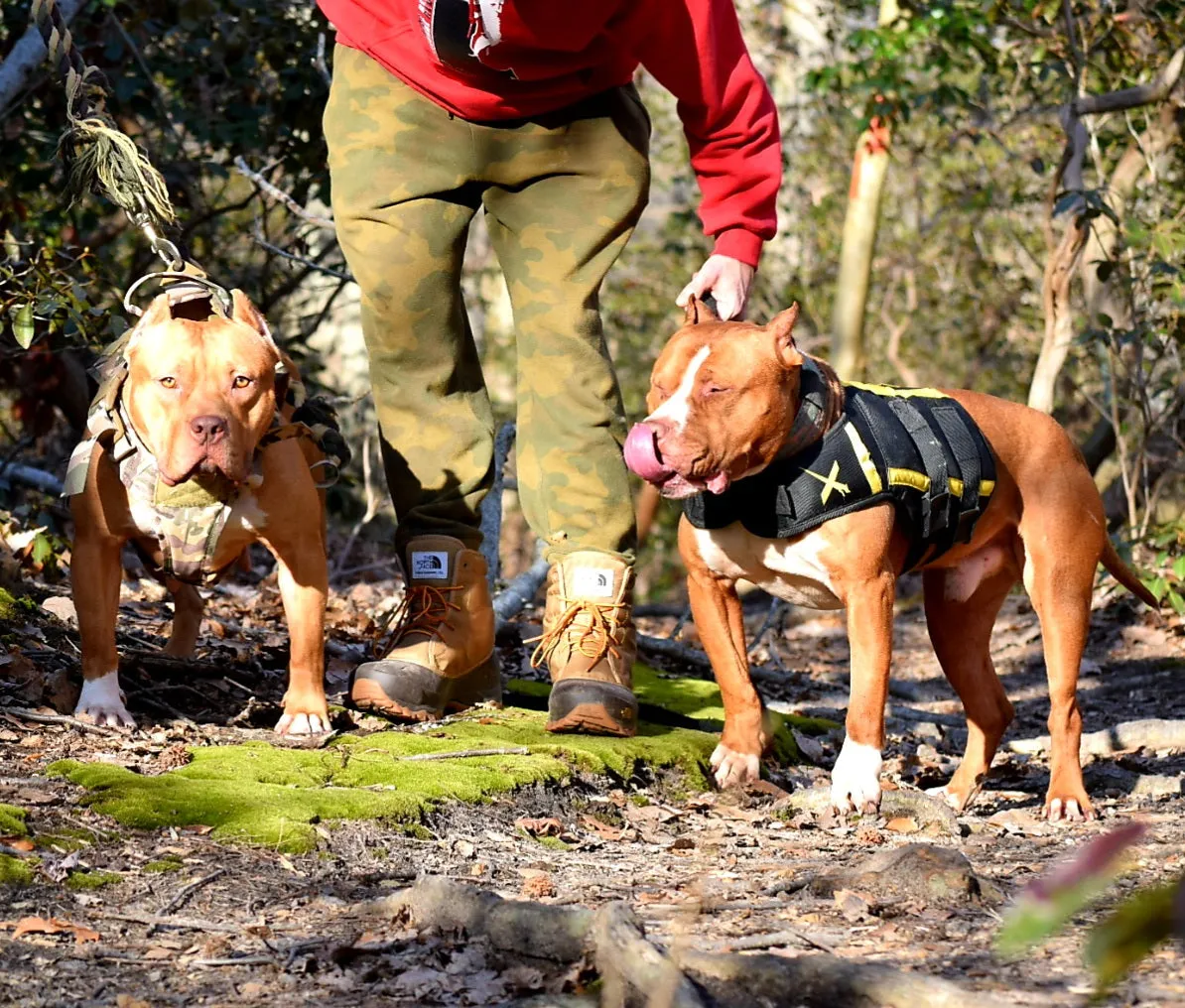 Cerberus aka Brandy the Pitbull ⚔ Naga Jolokia- "Red Lotus" C.G.C. Titled via A.K.C. Trained since 6 wks old