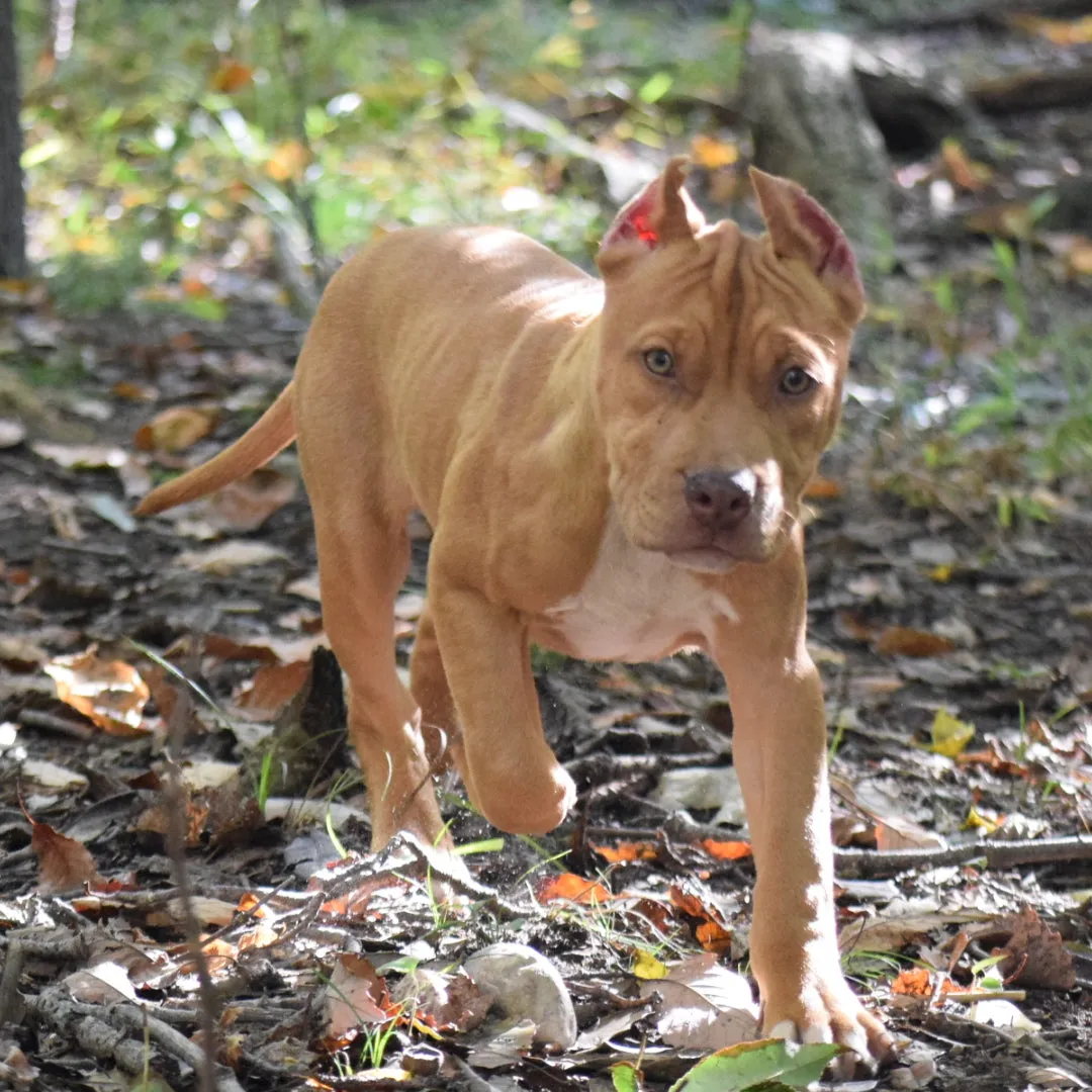 Cerberus aka Brandy the Pitbull ⚔ Naga Jolokia- "Red Lotus" C.G.C. Titled via A.K.C. Trained since 6 wks old