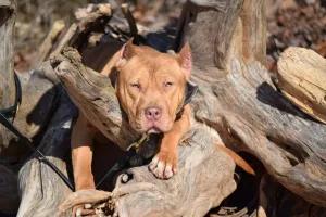 Cerberus aka Brandy the Pitbull ⚔ Naga Jolokia- "Red Lotus" C.G.C. Titled via A.K.C. Trained since 6 wks old
