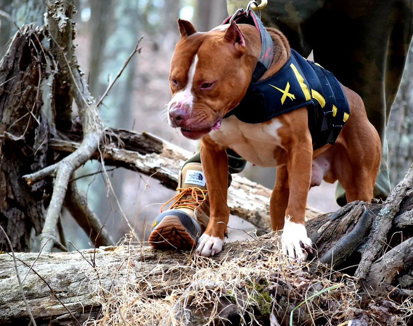 Cerberus aka Brandy the Pitbull ⚔ Naga Jolokia- "Red Lotus" C.G.C. Titled via A.K.C. Trained since 6 wks old