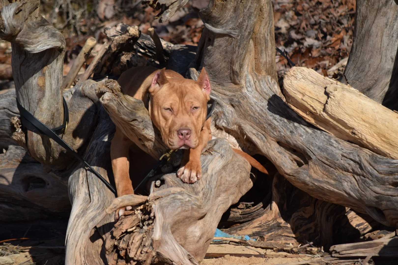 Cerberus aka Brandy the Pitbull ⚔ Naga Jolokia- "Red Lotus" C.G.C. Titled via A.K.C. Trained since 6 wks old