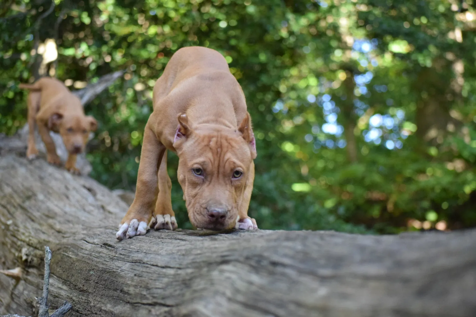 Cerberus aka Brandy the Pitbull ⚔ Naga Jolokia- "Red Lotus" C.G.C. Titled via A.K.C. Trained since 6 wks old