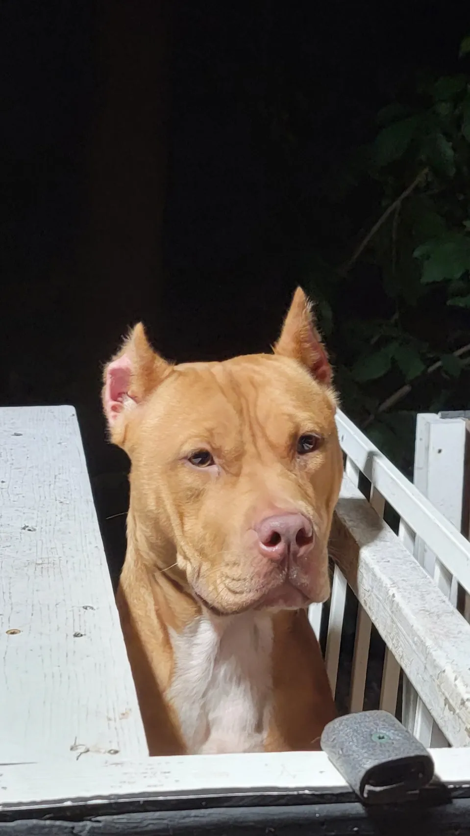 Cerberus aka Brandy the Pitbull ⚔ Naga Jolokia- "Red Lotus" C.G.C. Titled via A.K.C. Trained since 6 wks old