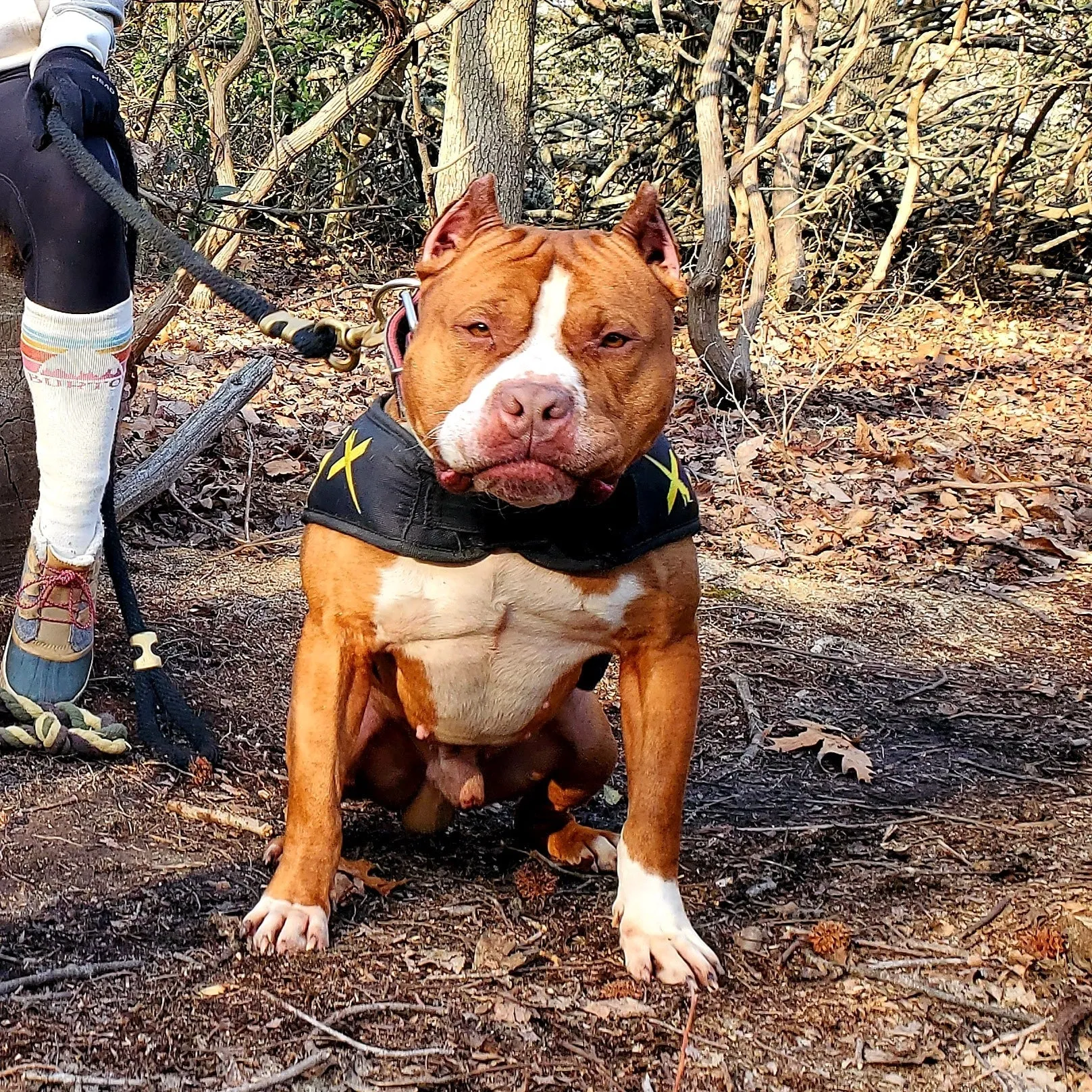Cerberus aka Brandy the Pitbull ⚔ Naga Jolokia- "Red Lotus" C.G.C. Titled via A.K.C. Trained since 6 wks old