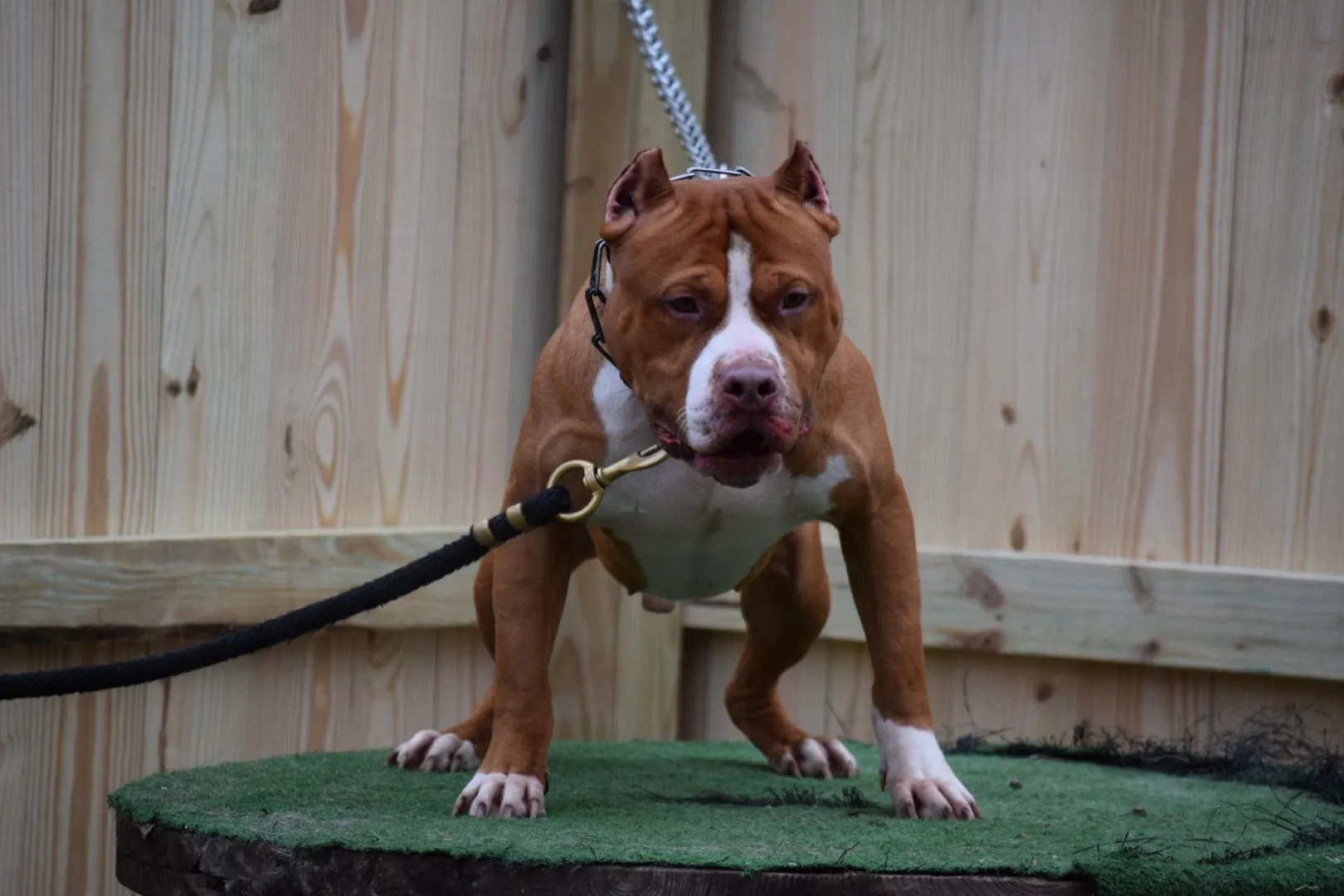 Cerberus aka Brandy the Pitbull ⚔ Naga Jolokia- "Red Lotus" C.G.C. Titled via A.K.C. Trained since 6 wks old