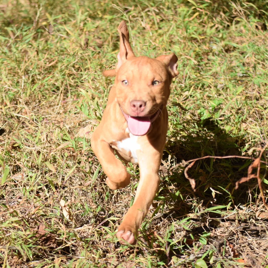 Cerberus aka Brandy the Pitbull ⚔ Naga Jolokia- "Red Lotus" C.G.C. Titled via A.K.C. Trained since 6 wks old