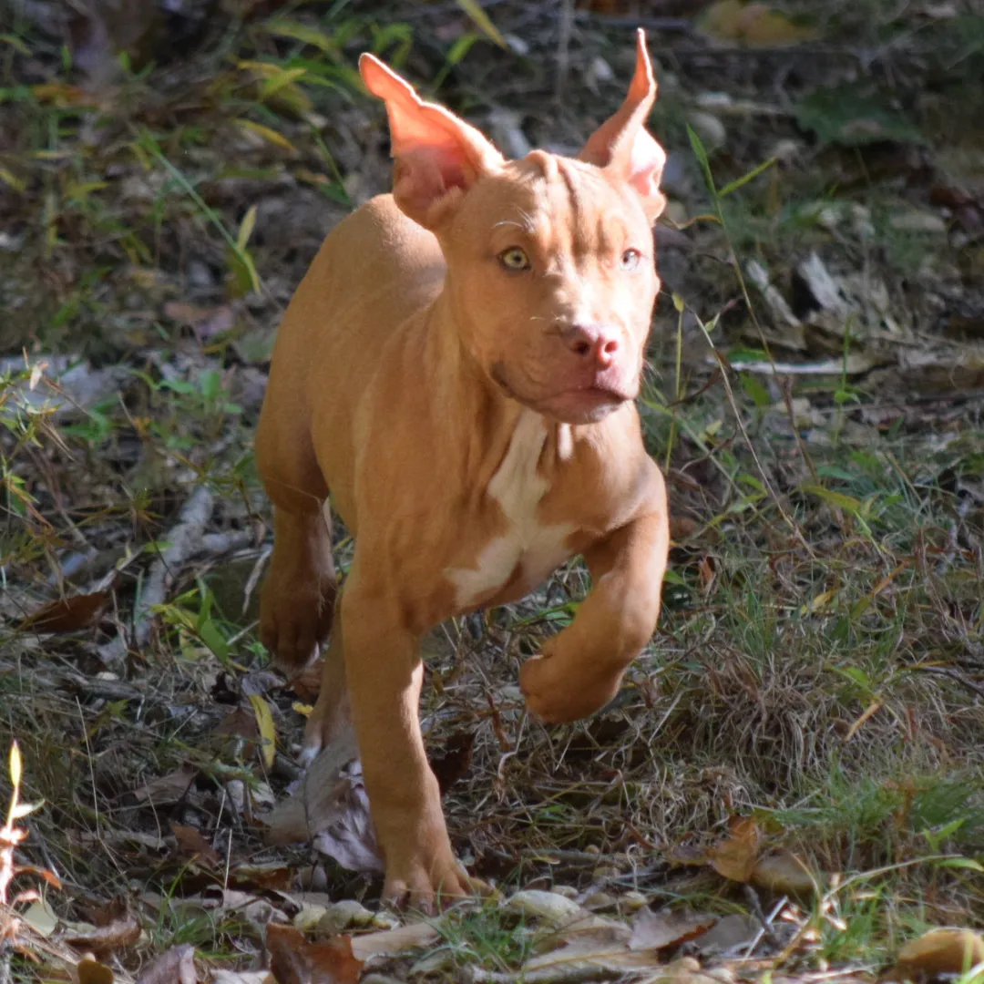 Cerberus aka Brandy the Pitbull ⚔ Naga Jolokia- "Red Lotus" C.G.C. Titled via A.K.C. Trained since 6 wks old