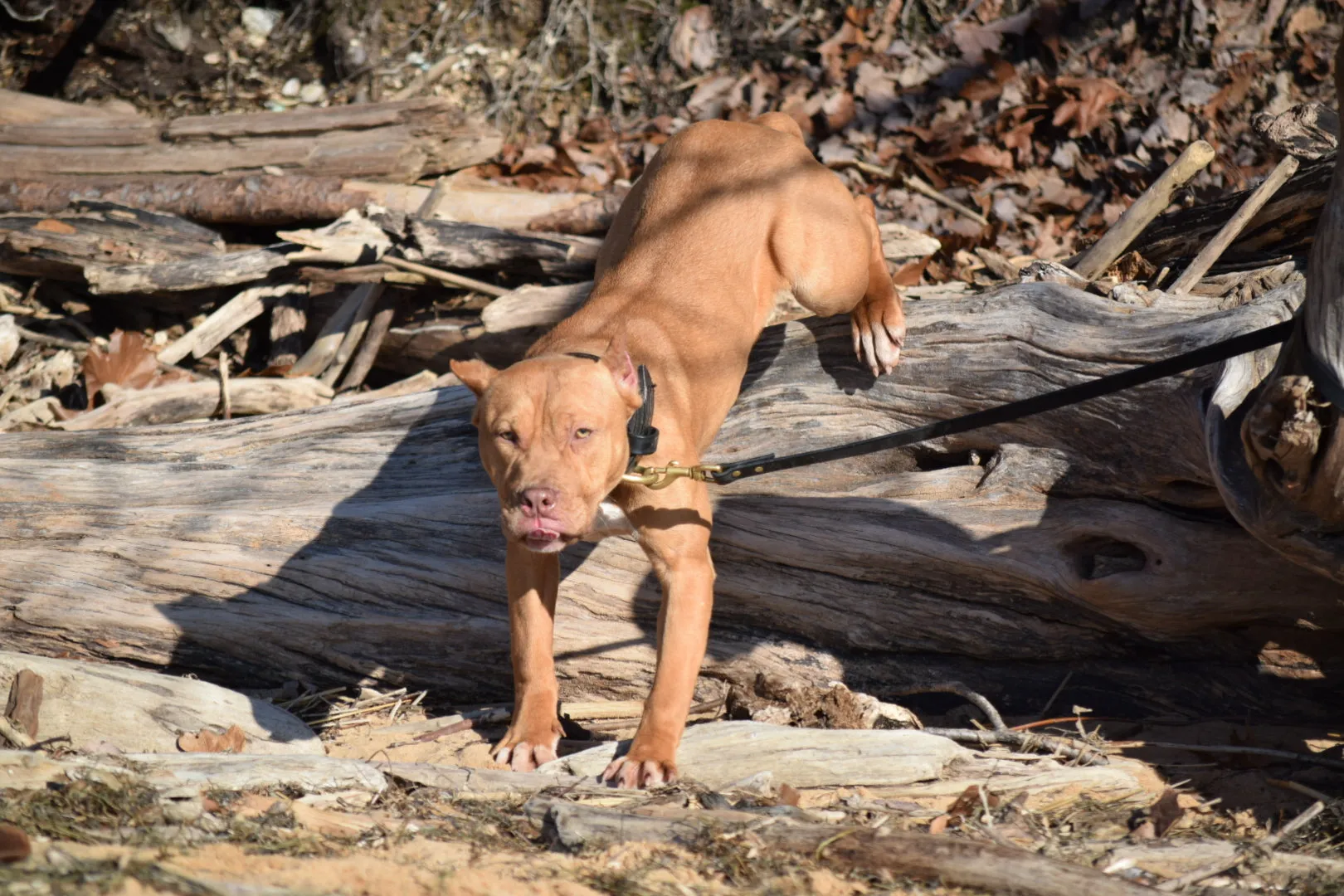 Cerberus aka Brandy the Pitbull ⚔ Naga Jolokia- "Red Lotus" C.G.C. Titled via A.K.C. Trained since 6 wks old