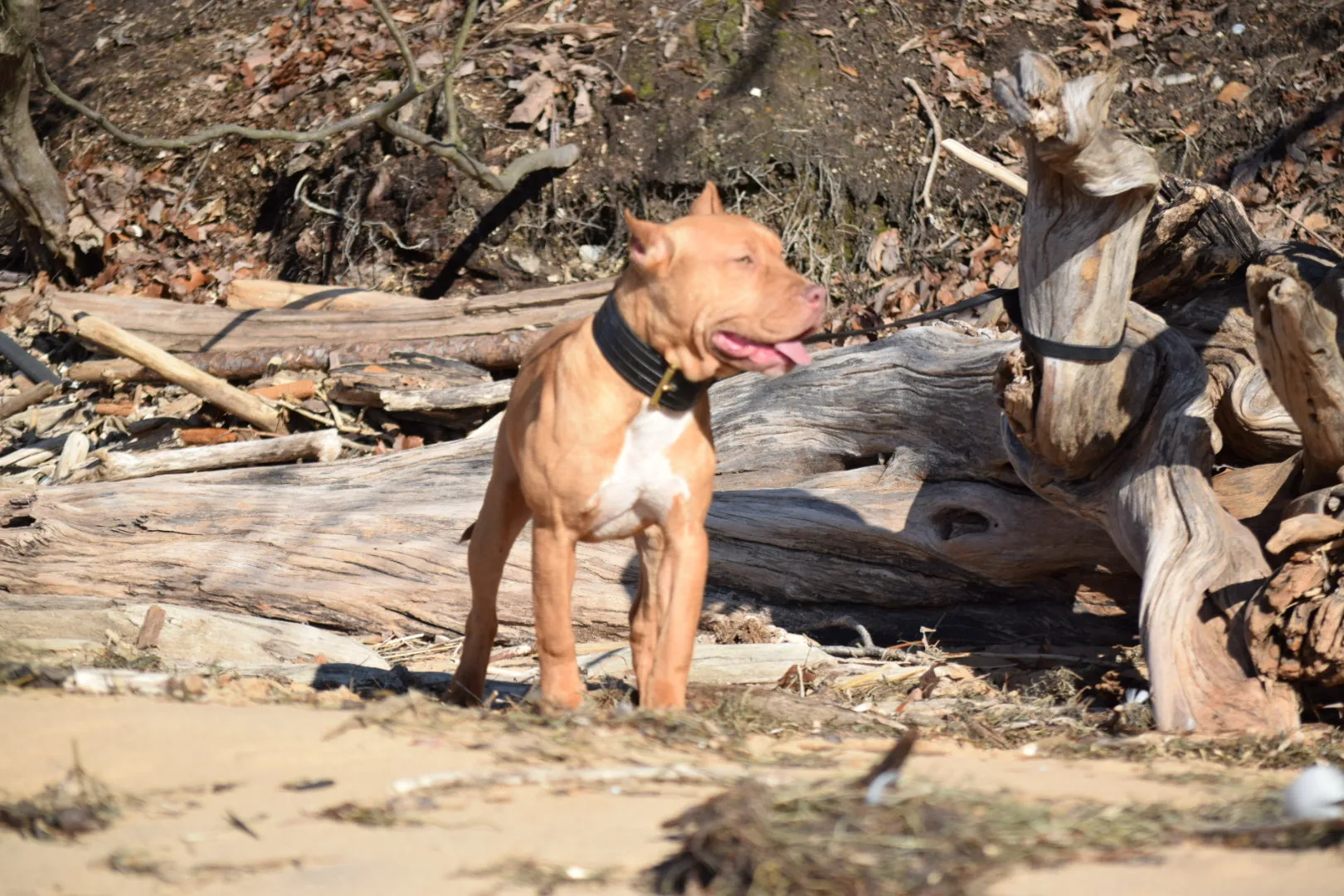 Cerberus aka Brandy the Pitbull ⚔ Naga Jolokia- "Red Lotus" C.G.C. Titled via A.K.C. Trained since 6 wks old