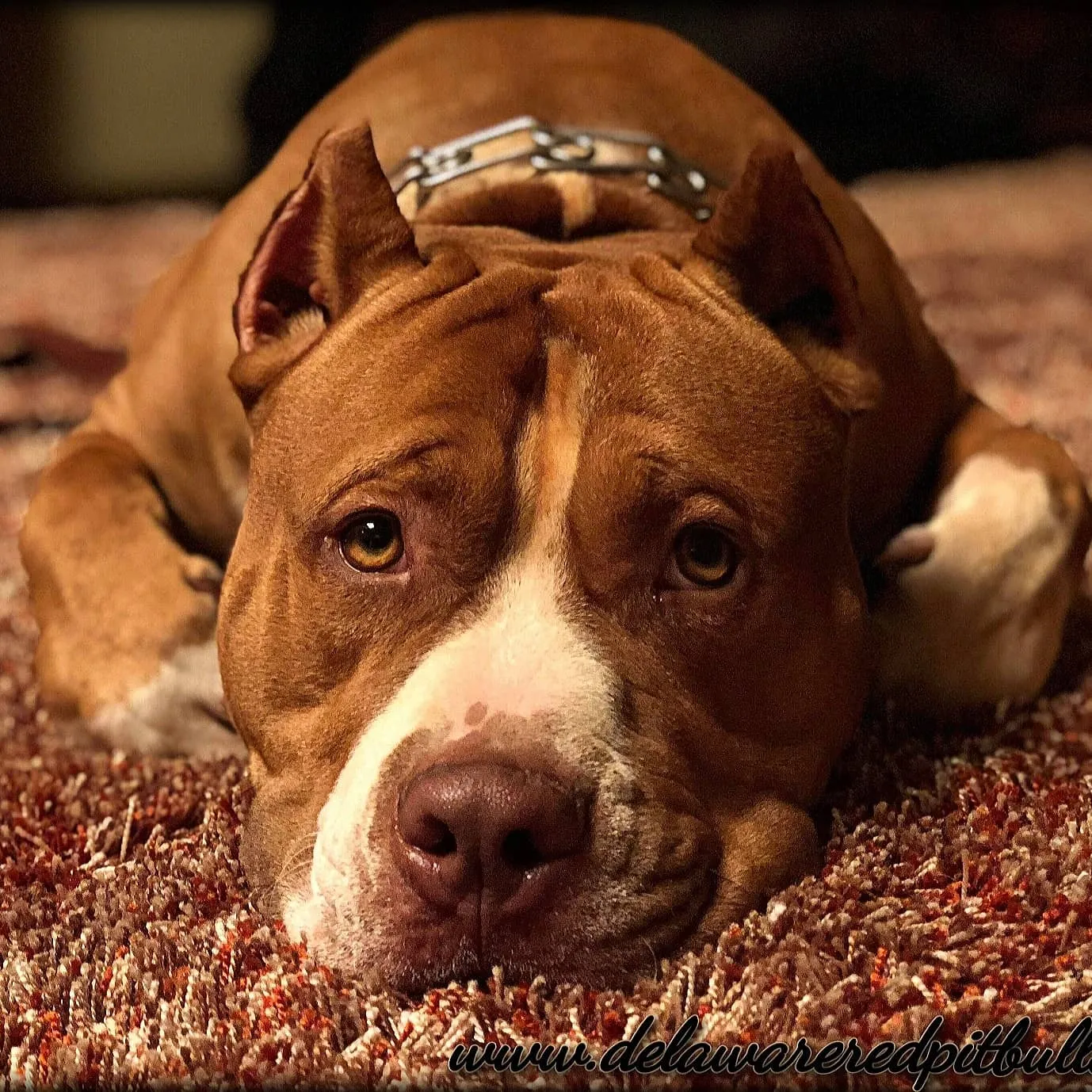 Cerberus aka Brandy the Pitbull ⚔ Naga Jolokia- "Red Lotus" C.G.C. Titled via A.K.C. Trained since 6 wks old
