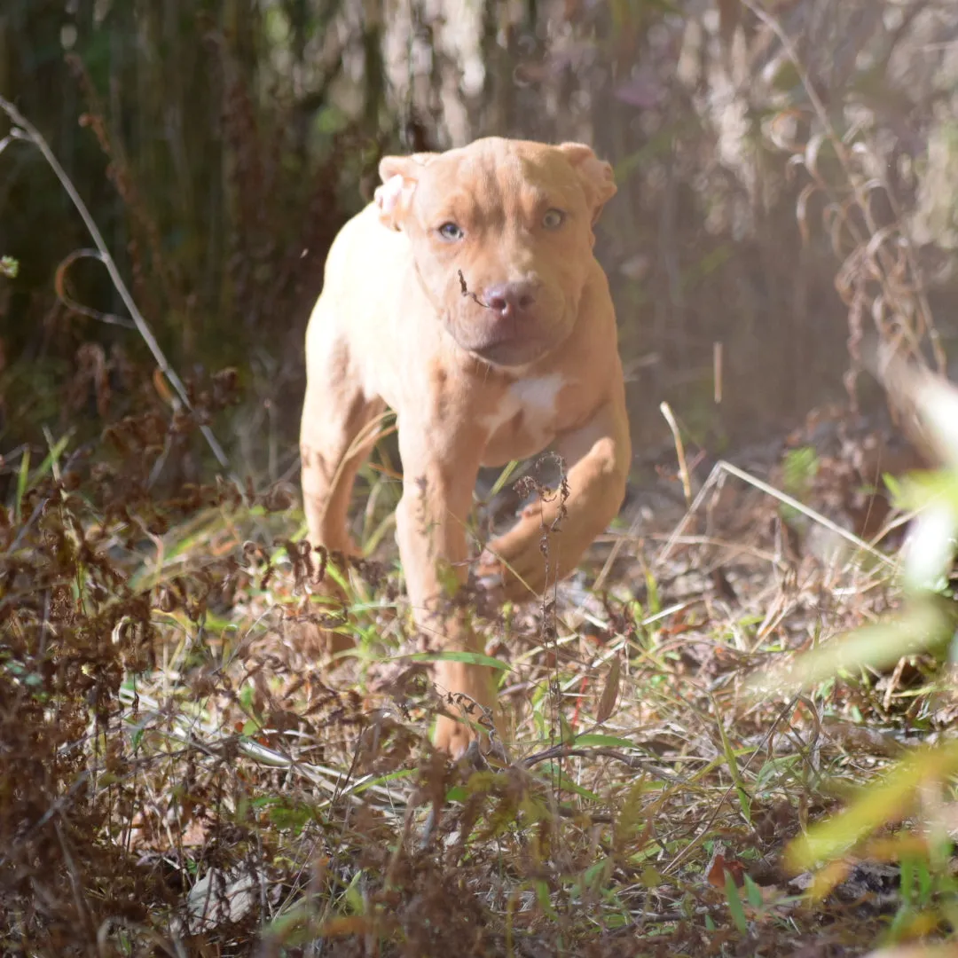 Cerberus aka Brandy the Pitbull ⚔ Naga Jolokia- "Red Lotus" C.G.C. Titled via A.K.C. Trained since 6 wks old