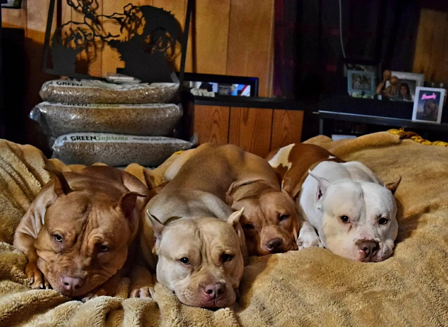 Cerberus aka Brandy the Pitbull ⚔ Naga Jolokia- "Red Lotus" C.G.C. Titled via A.K.C. Trained since 6 wks old