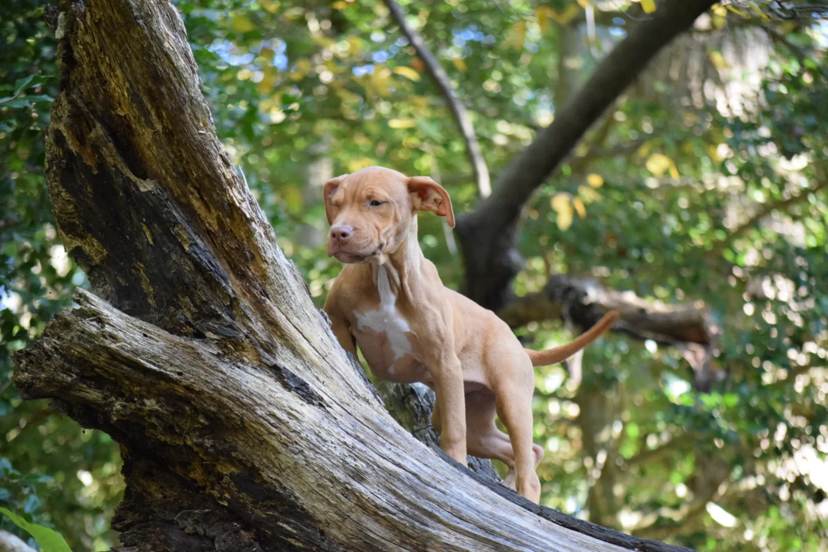 Cerberus aka Brandy the Pitbull ⚔ Naga Jolokia- "Red Lotus" C.G.C. Titled via A.K.C. Trained since 6 wks old