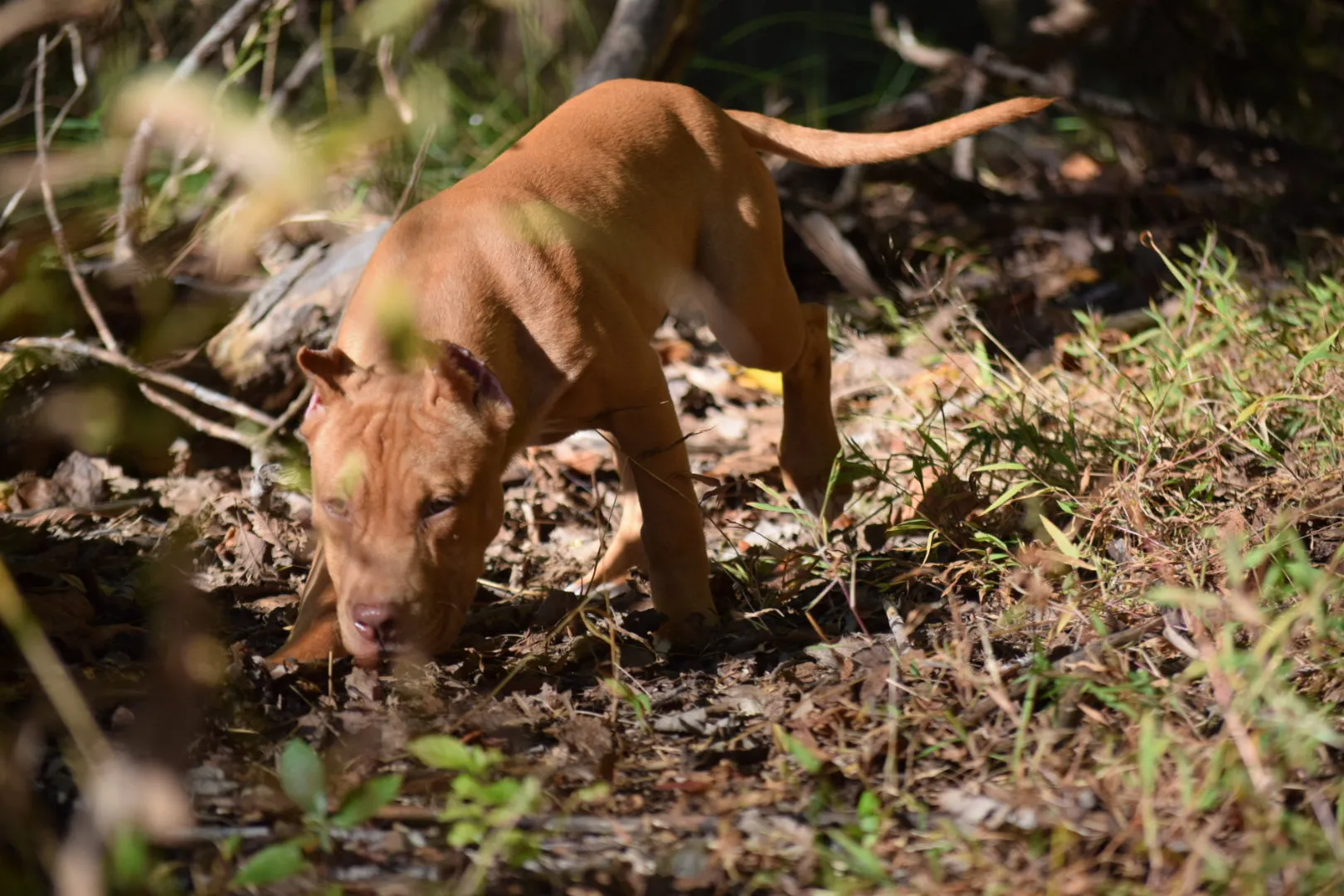 Cerberus aka Brandy the Pitbull ⚔ Naga Jolokia- "Red Lotus" C.G.C. Titled via A.K.C. Trained since 6 wks old