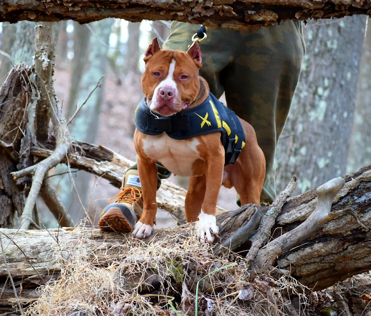 Cerberus aka Brandy the Pitbull ⚔ Naga Jolokia- "Red Lotus" C.G.C. Titled via A.K.C. Trained since 6 wks old