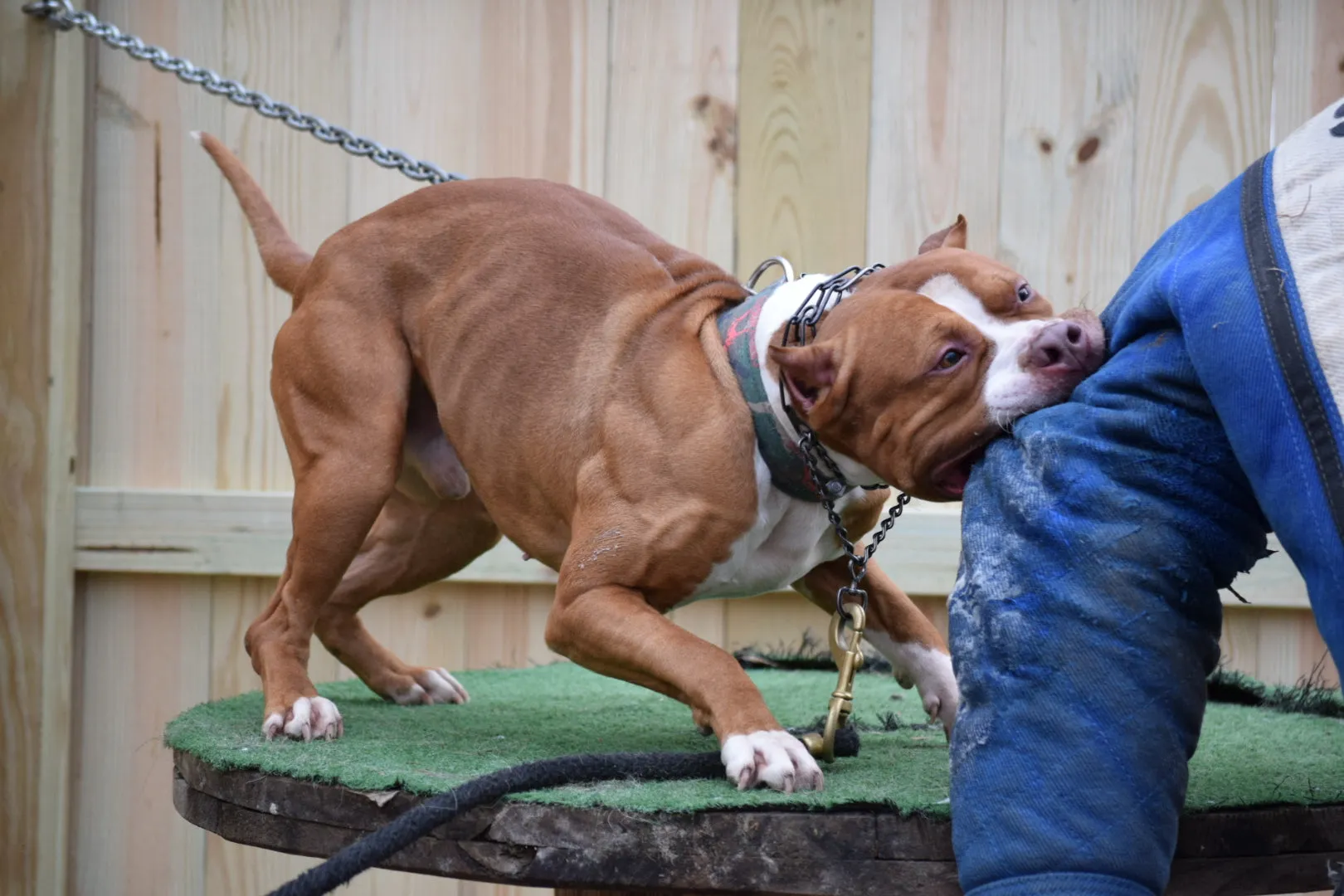 Cerberus aka Brandy the Pitbull ⚔ Naga Jolokia- "Red Lotus" C.G.C. Titled via A.K.C. Trained since 6 wks old