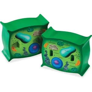 Learning Resources Cross-section Plant Cell Model