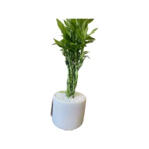 Mindful with Bamboo Trellis and Solid Color Pot