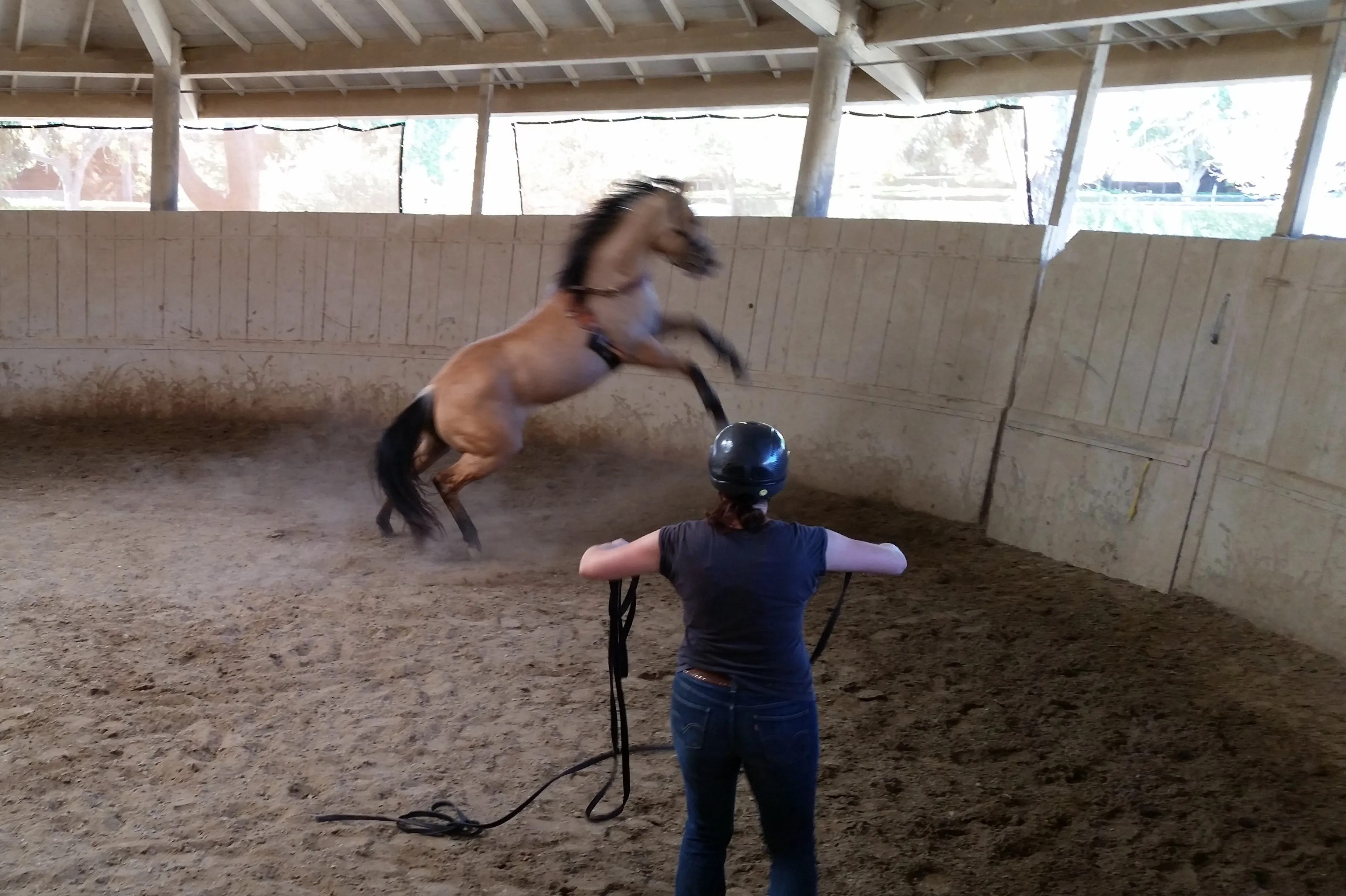 Monty Roberts NEW Advanced Course: 41 DAYS