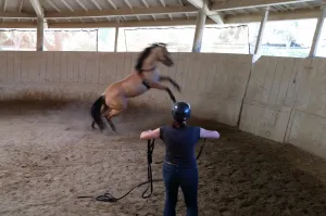 Monty Roberts NEW Advanced Course: 41 DAYS