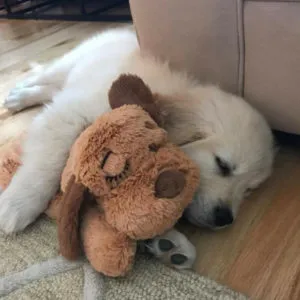 Smart Pet Love Snuggle Puppy Brown Dog Toy