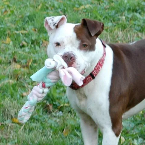 Spiral Tug Toy.