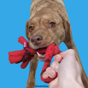 Spiral Tug Toys: More Than Just Tug-of-War