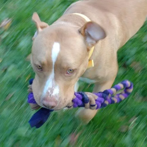 Spiral Tug Toys: More Than Just Tug-of-War