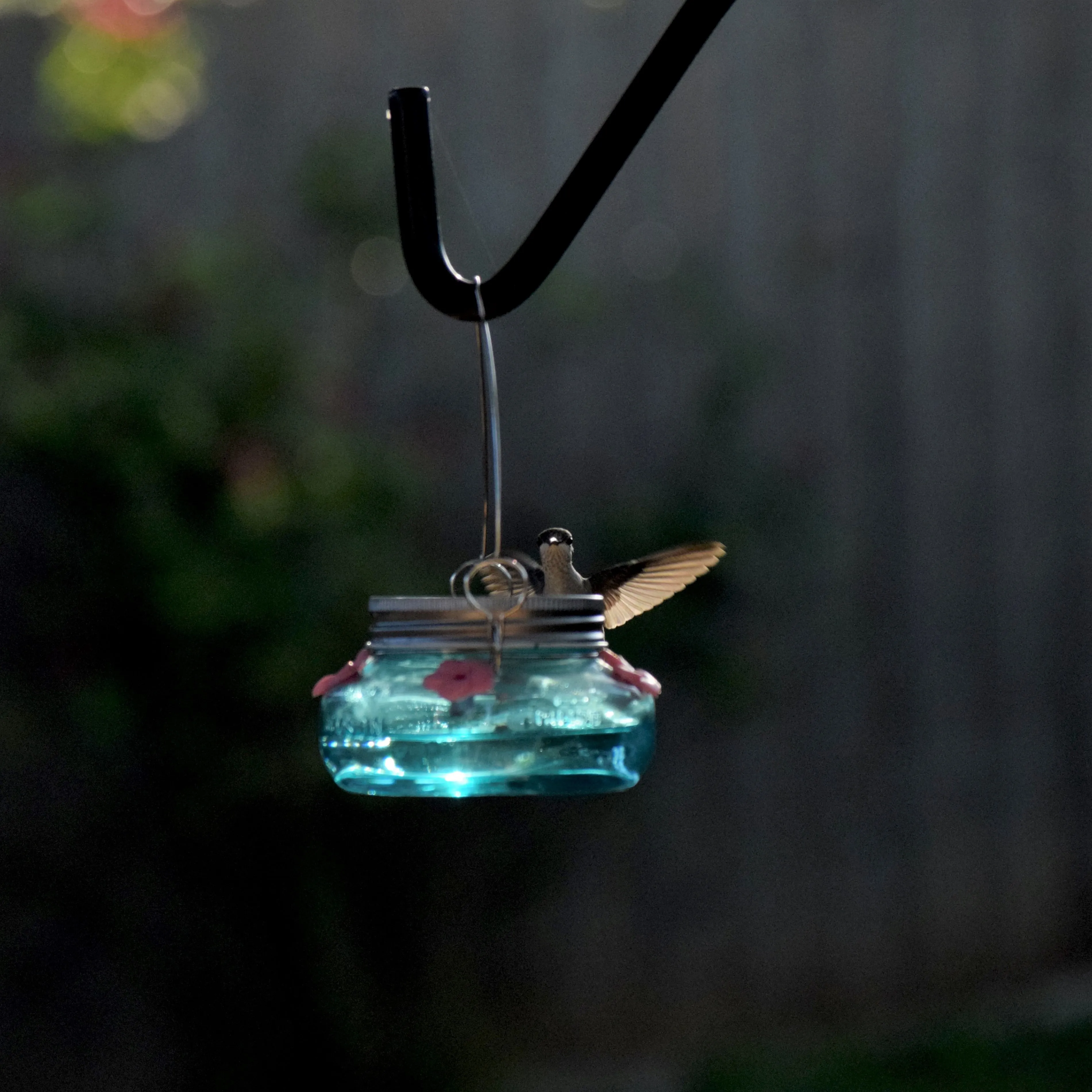 Wild Wings Antique Teal Mason Jar Hummingbird Feeder Durable Glass Dish 6 ounce