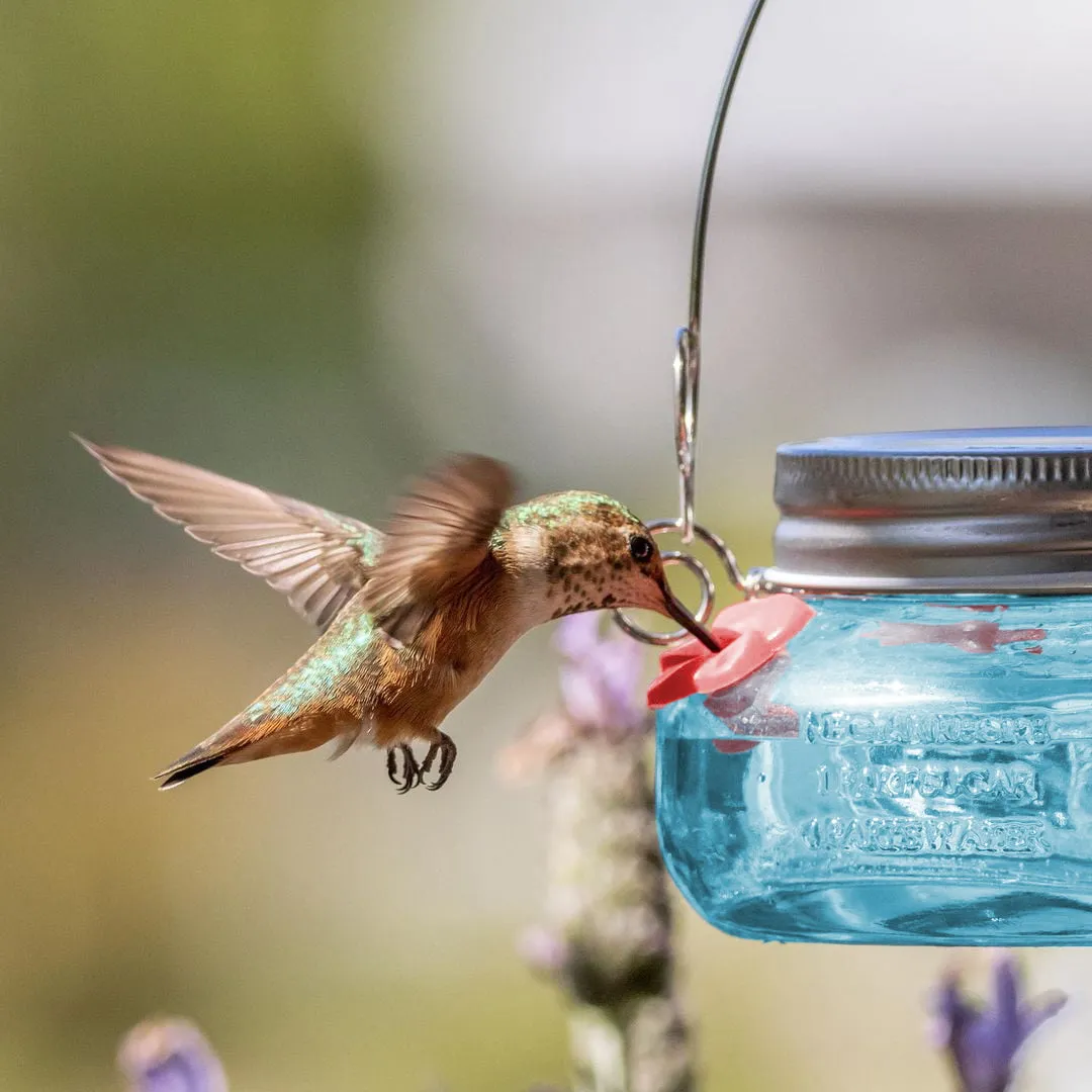 Wild Wings Antique Teal Mason Jar Hummingbird Feeder Durable Glass Dish 6 ounce