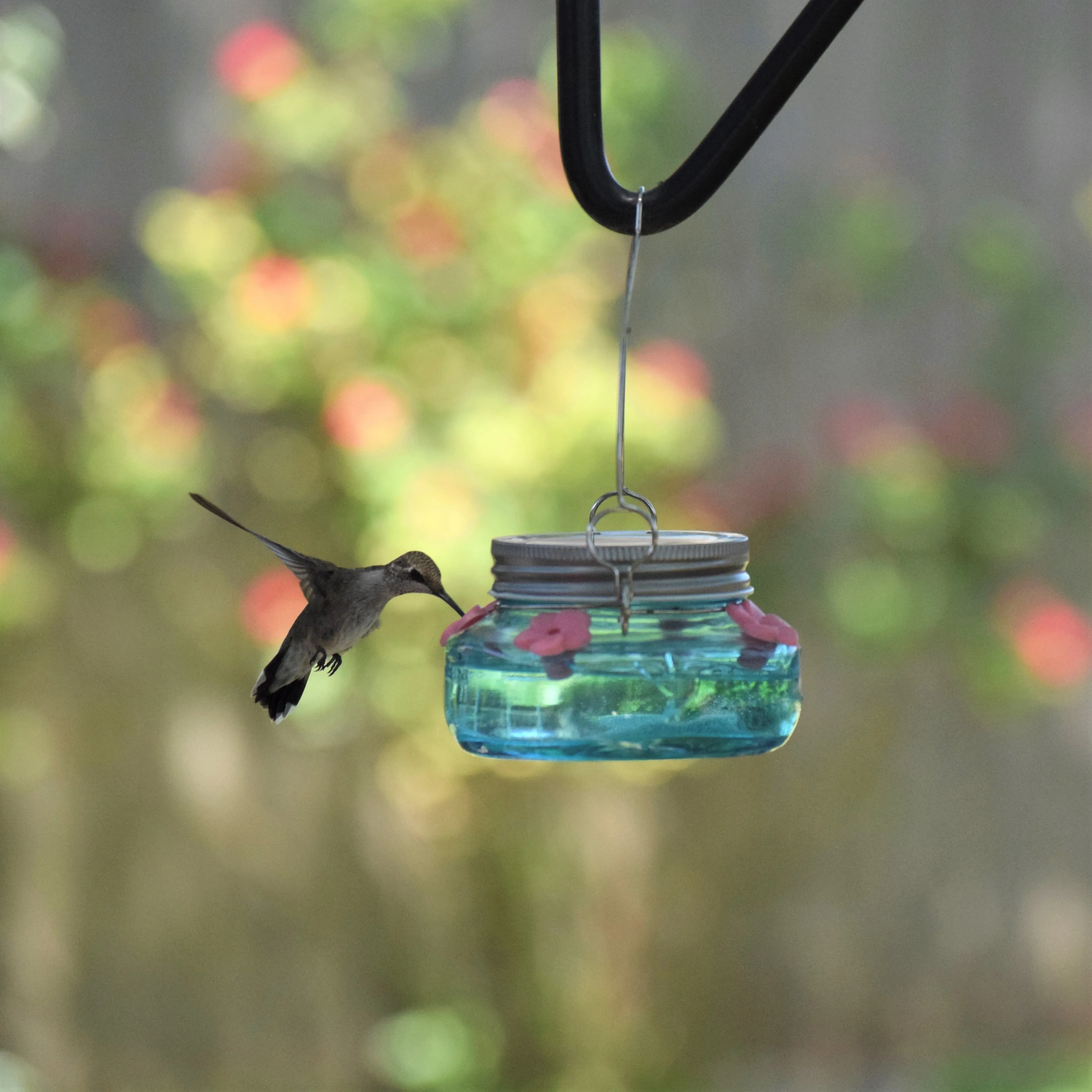 Wild Wings Antique Teal Mason Jar Hummingbird Feeder Durable Glass Dish 6 ounce